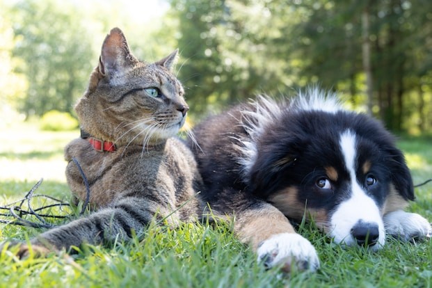 寄り添う犬と猫
